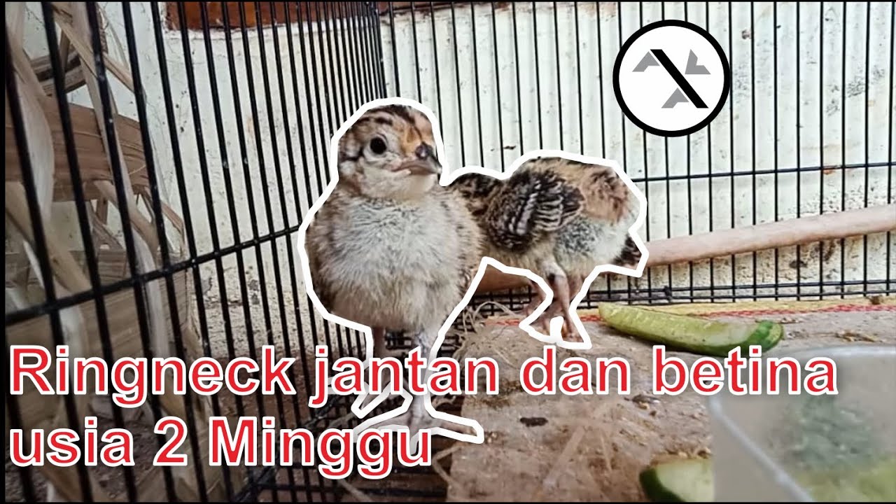 Cara bedakan ringneck pheasant jantan dan betina usia 2 minggu 