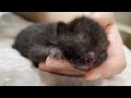 【一気見！】生後まもない子猫を拾って育てるまで①～⑪【スイちゃん】
