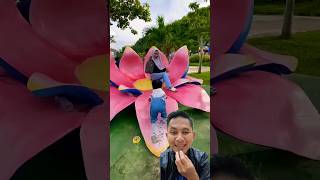 Download Lagu mau naik daun. jatoh MP3