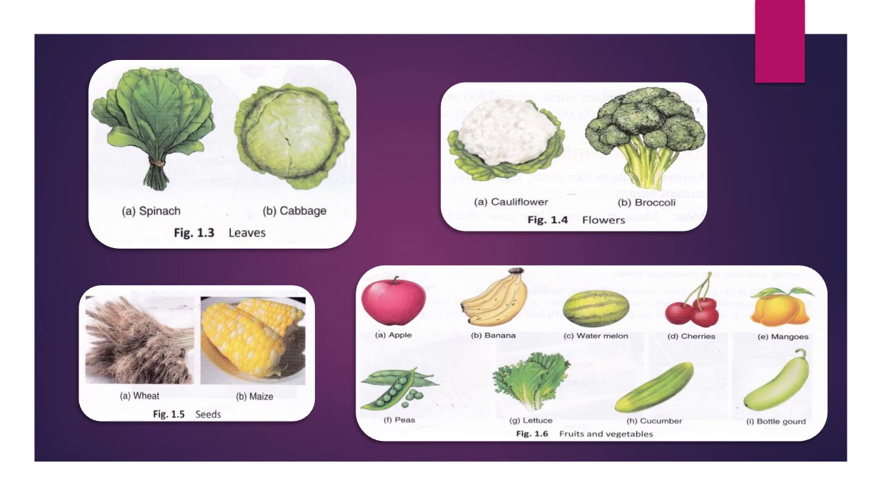 Class 6th NCERT notes easy and short chapter 1 Food [ Powepoint presentation] - YouTube