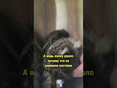 Истощённого Мейн-куна хозяйка бросила в ветклинике, узнав, что кошку надо лечить | Читайте описание