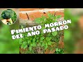 PIMIENTO MORRON DEL AÑO PASADO VUELVE A DAR FRUTO !!🌿