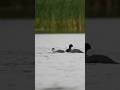 4 Unseen Animals!       #wildlife #birds #wildlifeentertainment #rarebirds #natureuk #rareanimals