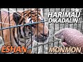 MONMON KETEMU HARIMAU! ESHAN JINORA! ALSHAD SHOCK LIAT MEREKA GINI! SAVANNAH MONITOR VS BENGAL TIGER