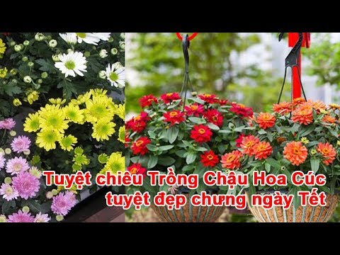 Video: Hoa Cúc - Trồng Trong Căn Hộ