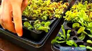 Basics of Growing Venus Flytraps