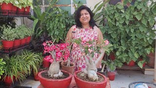 अडेनियम को सुंदर शेप देने के टिप्स|| Make your Adenium Beautiful and Bonsai Like |Fun Gardening