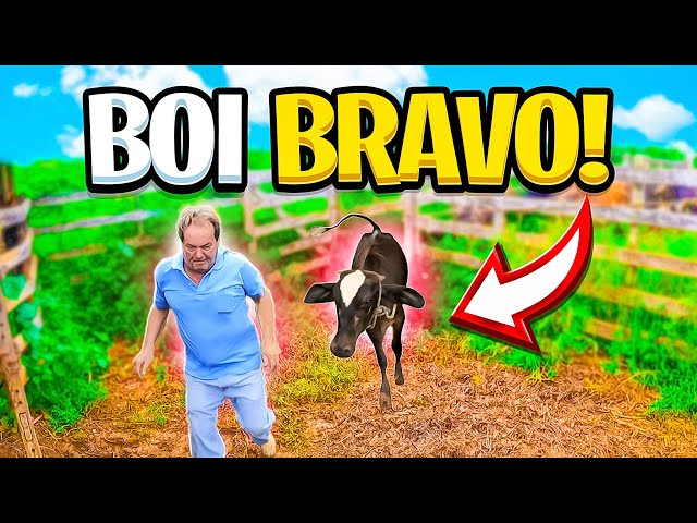 boi bravo rasgou cavalo com chifre! você não vai acreditar. 