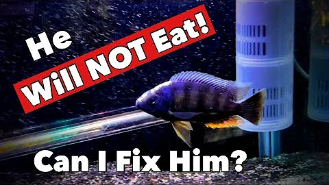 My 3 Tips for a Fish REFUSING to Eat [Don’t Let them Waste Away and Die] Instead Do This!