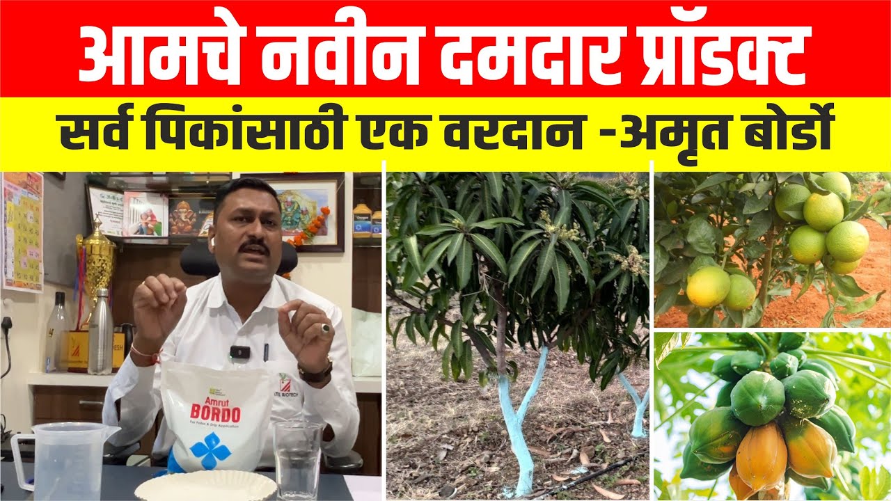 आमचे नवीन दमदार प्रॉडक्ट सर्व पिकांसाठी एक वरदान - अमृत बोर्डो (Amrut Bordo)