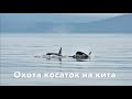 Охота косаток на кита. Шантарские острова. Killer whales hunt. Shantar Islands, Sea of Okhotsk