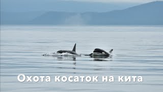 Охота косаток на кита. Шантарские острова. Killer whales hunt. Shantar Islands, Sea of Okhotsk