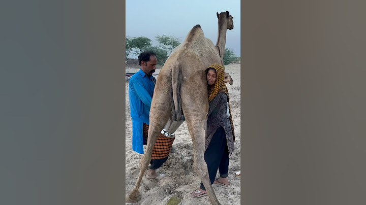 Camels milk #desert #Village life #morning routine #india #viral
