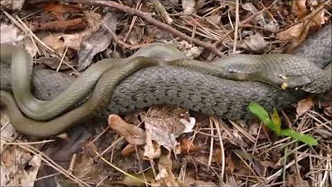 Уж обыкновенный и интересные факты о нем 🐍