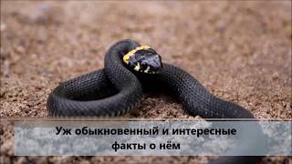 Уж обыкновенный и интересные факты о нем 🐍