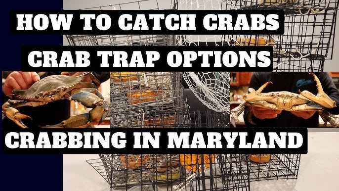 Crabbing In Maryland - Best Bait Holder Options For Crab Traps