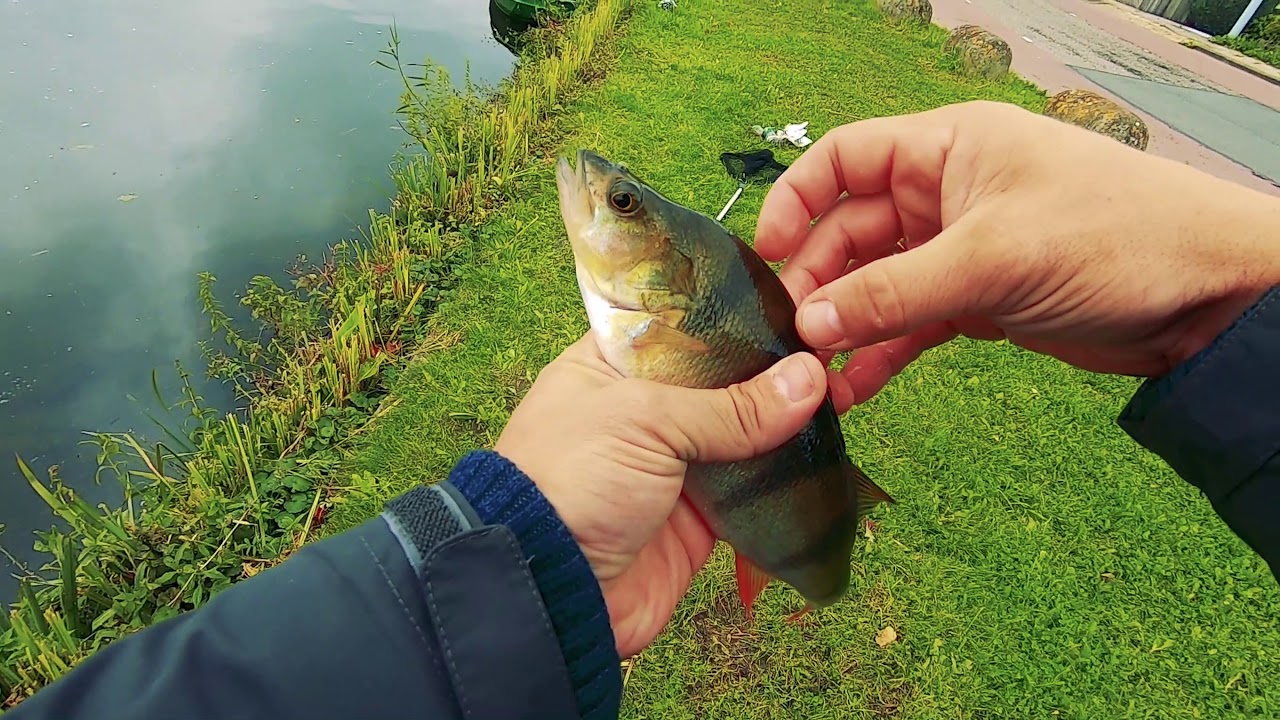 Crazy Perch action with light tackle!