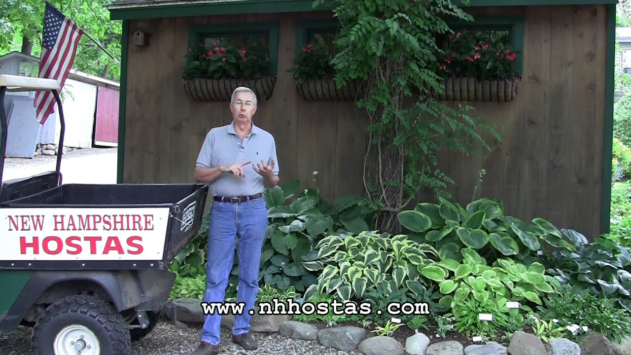How To Keep Slugs Snails Out Of Your Hosta Garden You How To Keep Slugs Snails Out Of Your Hosta Garden
