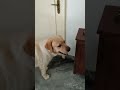 jake wants to open the door🥰