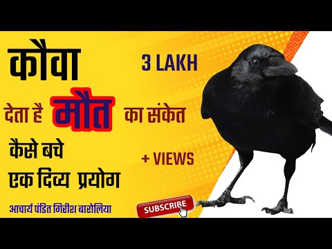 कौवा  देता  है  मौत  का  संकेत।   कैसे  से बचे ? करें  यह  उपाय //Astrologer G.K.Baroliya||