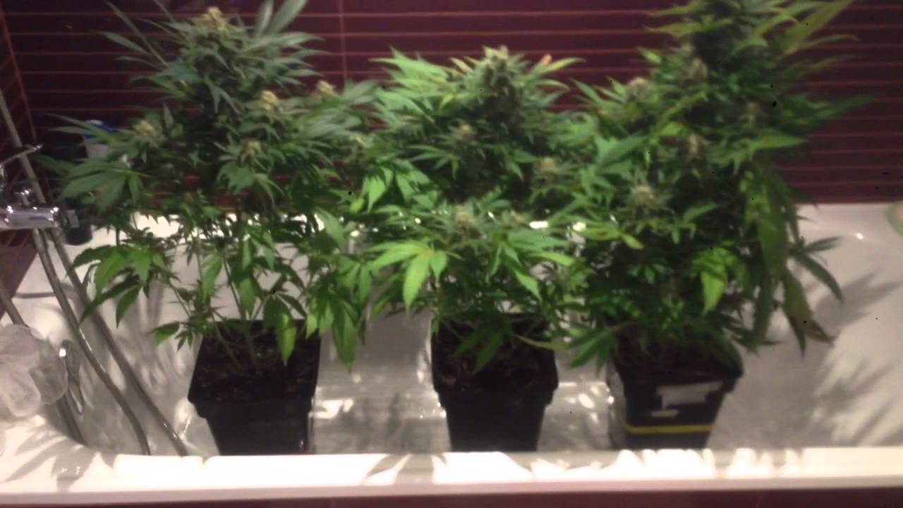 lavado de raíces cannabis.