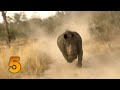 Rhino CHARGES and Attacks Camera Crew Who RUN For Their Lives