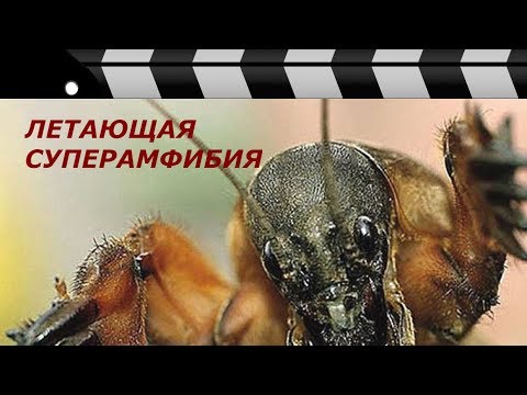 ЛЕТАЮЩАЯ СУПЕРАМФИБИЯ или 10 фактов из жизни медведки.