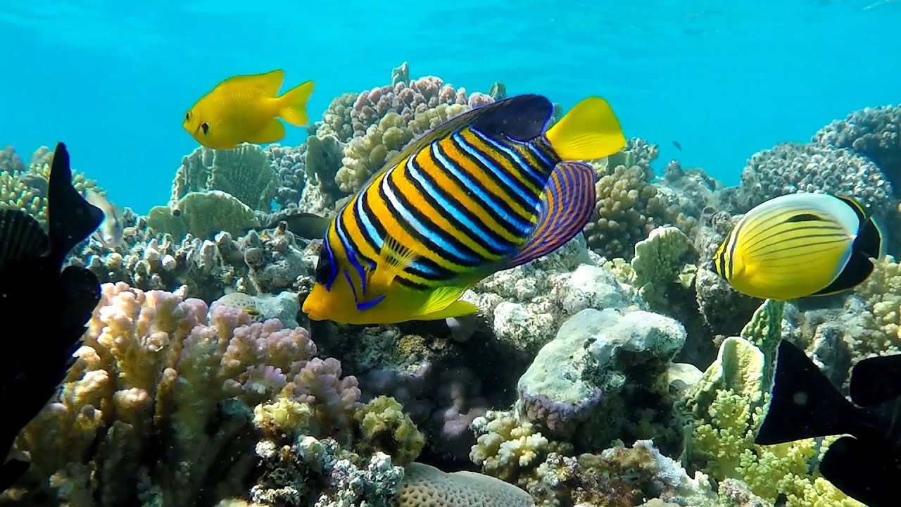 Фото Подводного Мира Океана И Морей