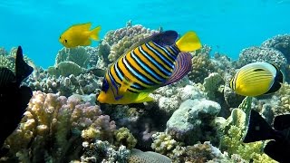 :   ,  , . Underwater World of Makadi, Egipt 2015. (4K)