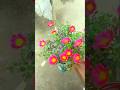 portulaca plant main flower kese banaye//portulaca plant care #shorts #portulaca #gardening