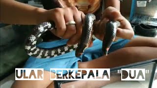 ULAR BERKEPALA DUA | TWO HEADED SNAKE