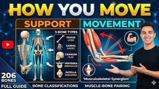 Human bones || Structure of bone || Types of bone