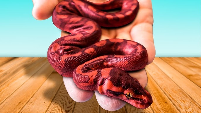 Red Ball Python Morphs