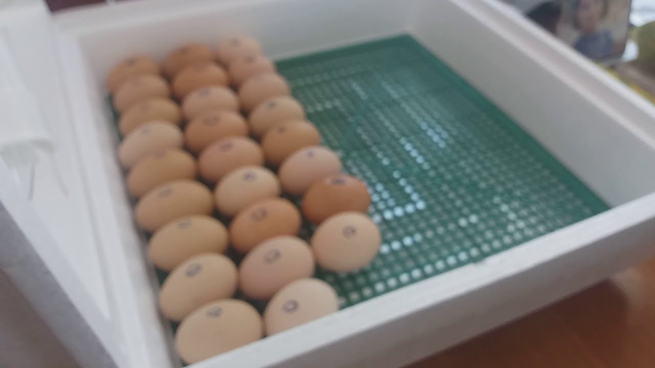 Инкубационный Яйцо Купить Наложенным Платежом Без Предоплаты