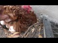 Poppy the frizzle chicken gone broody