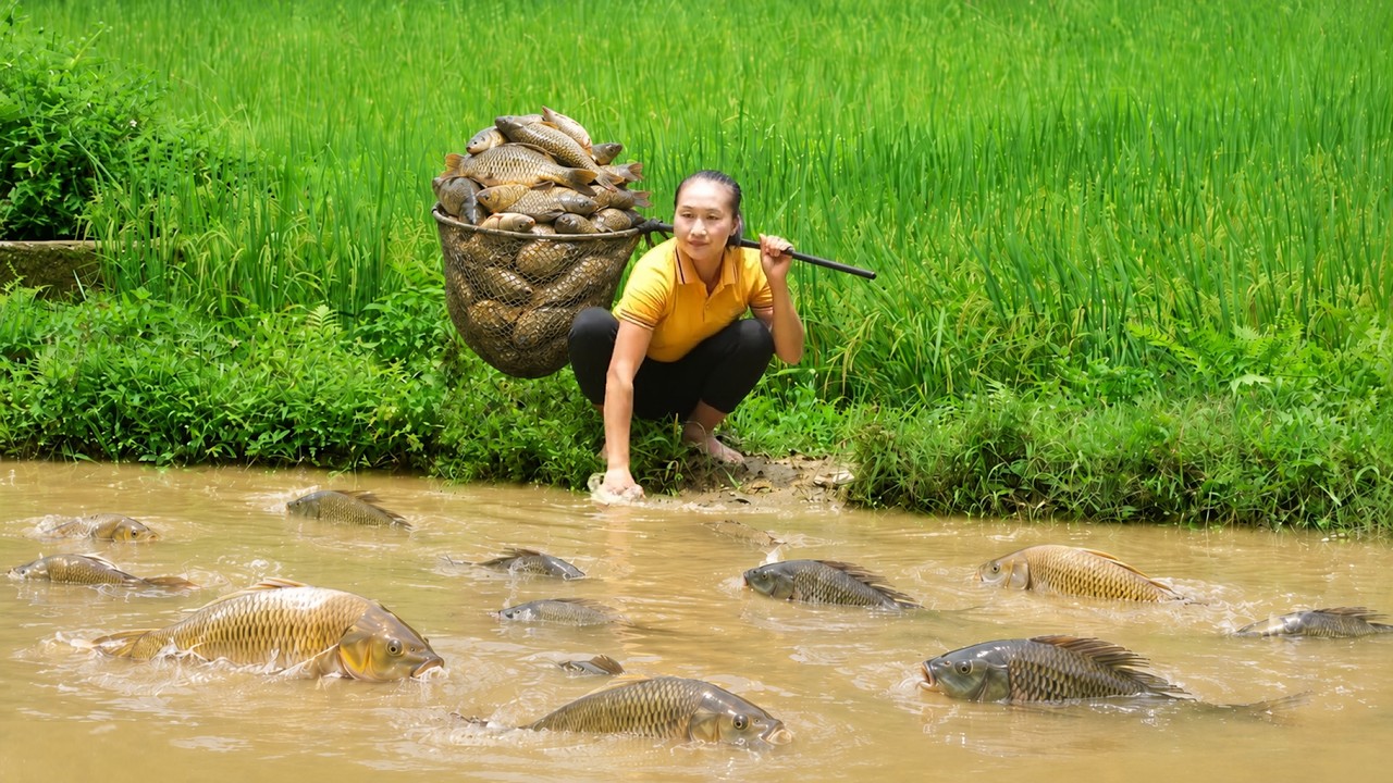 TIMELAPSE -- How To Catch Giant Fish In Mud Puddles To Drain Water From ...