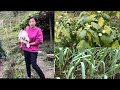Harvesting Vegetables,Pumpkin, Bitter Eggplant,Turmeric from Garden.