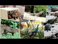Кого можно встретить на Карибах | Животные из отеля