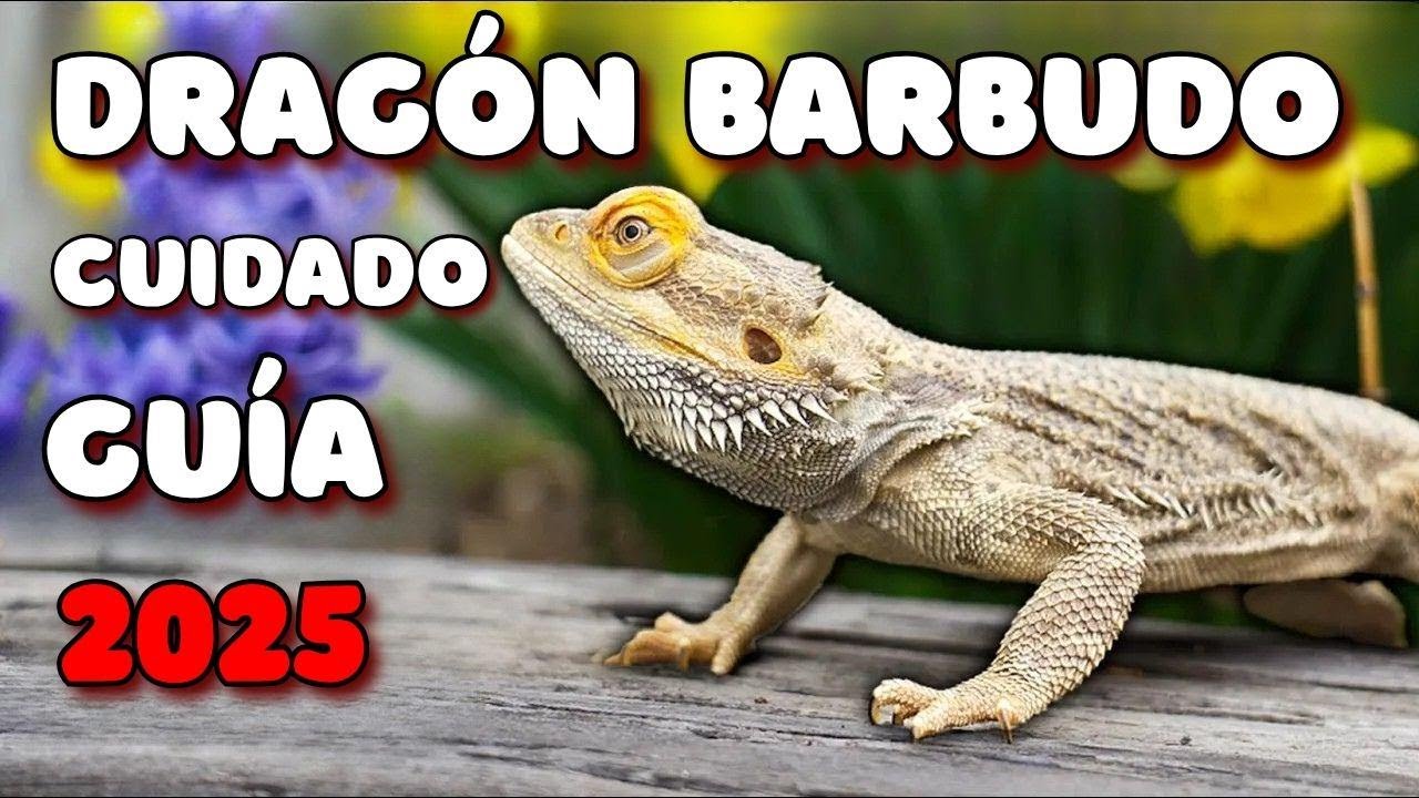 Guía Completa para Cuidar a tu Dragón Barbudo