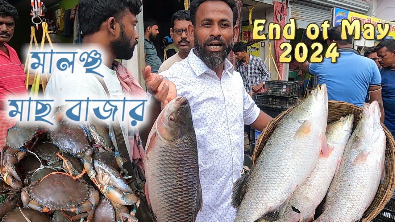 মালাঞ্চো মাছের বাজার মে 2024 || kolkata fish market || Malancho fish market 