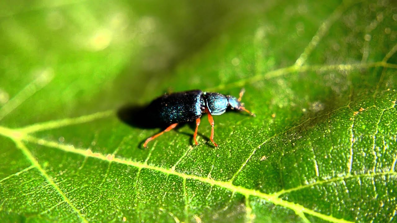 beetle (melyris sp.) - (מילרית (חיפושית