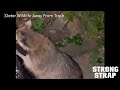 Stop #animals from getting into trash #cleaning #raccoon