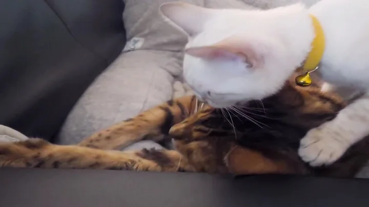 Video 8172321: adopted bengal