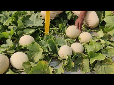 Kalash Seeds Muskmelon - Pranav F1 - KSP 1561 - video from Kalash Seeds