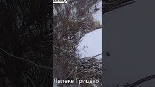 Вартовий без вихідних  #birds
