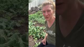 Cucumbers wilting? Here’s what to do!