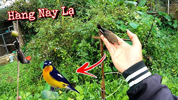 Bẫy Được Chim Lạ Trong Vườn Cực Chất | Dân Tộc Tây Bắc Tv