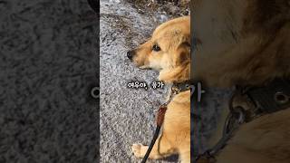 매일 용변과의 전쟁을 치르는 개 도와주기