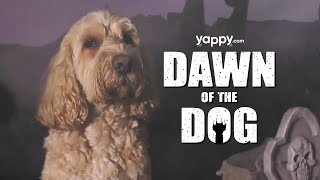 Dawn Of The Dog  Octobers Yappybox  Yappycom