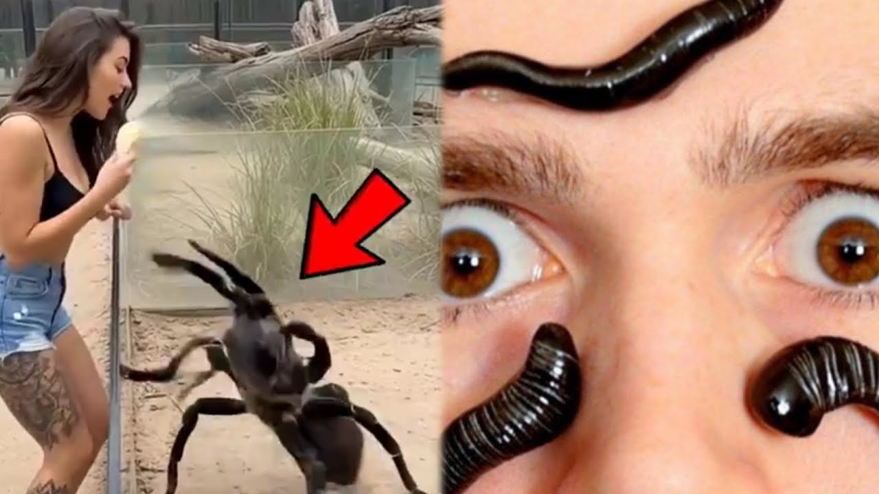 3 Scary-Looking Animals That Actually Save Human Lives😱